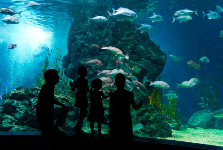 aquarium with fish and family looking